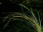 Graceful sedge